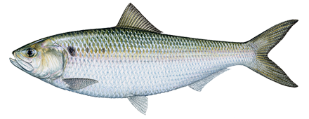 American Shad