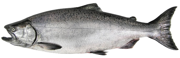 Chinook Salmon