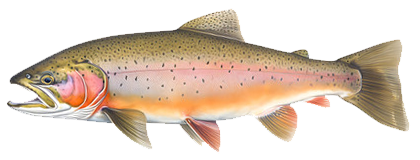 Cutthroat Trout