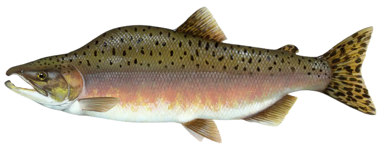 Pink Salmon