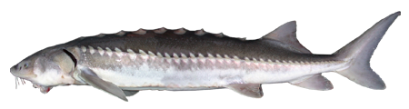 White Sturgeon