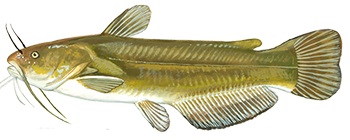 Yellow Bullhead