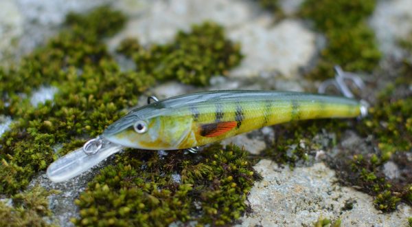 long pencil crankbait perch green yellow color on moss stone